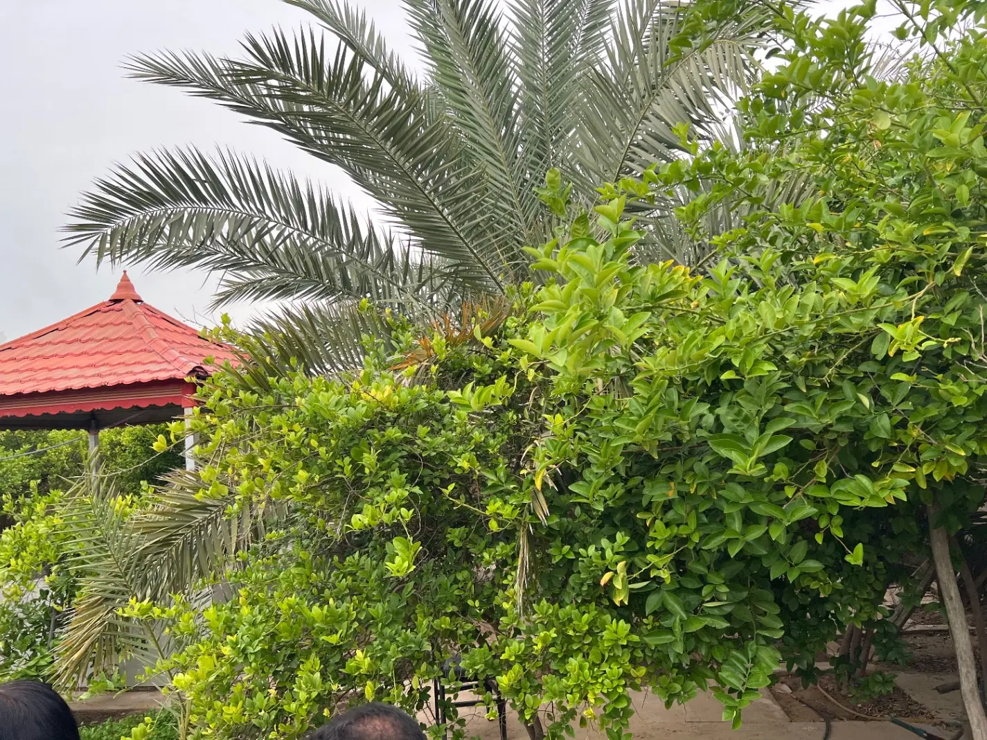 زمین ۴۰۰ متری مسکونی گورک سادات