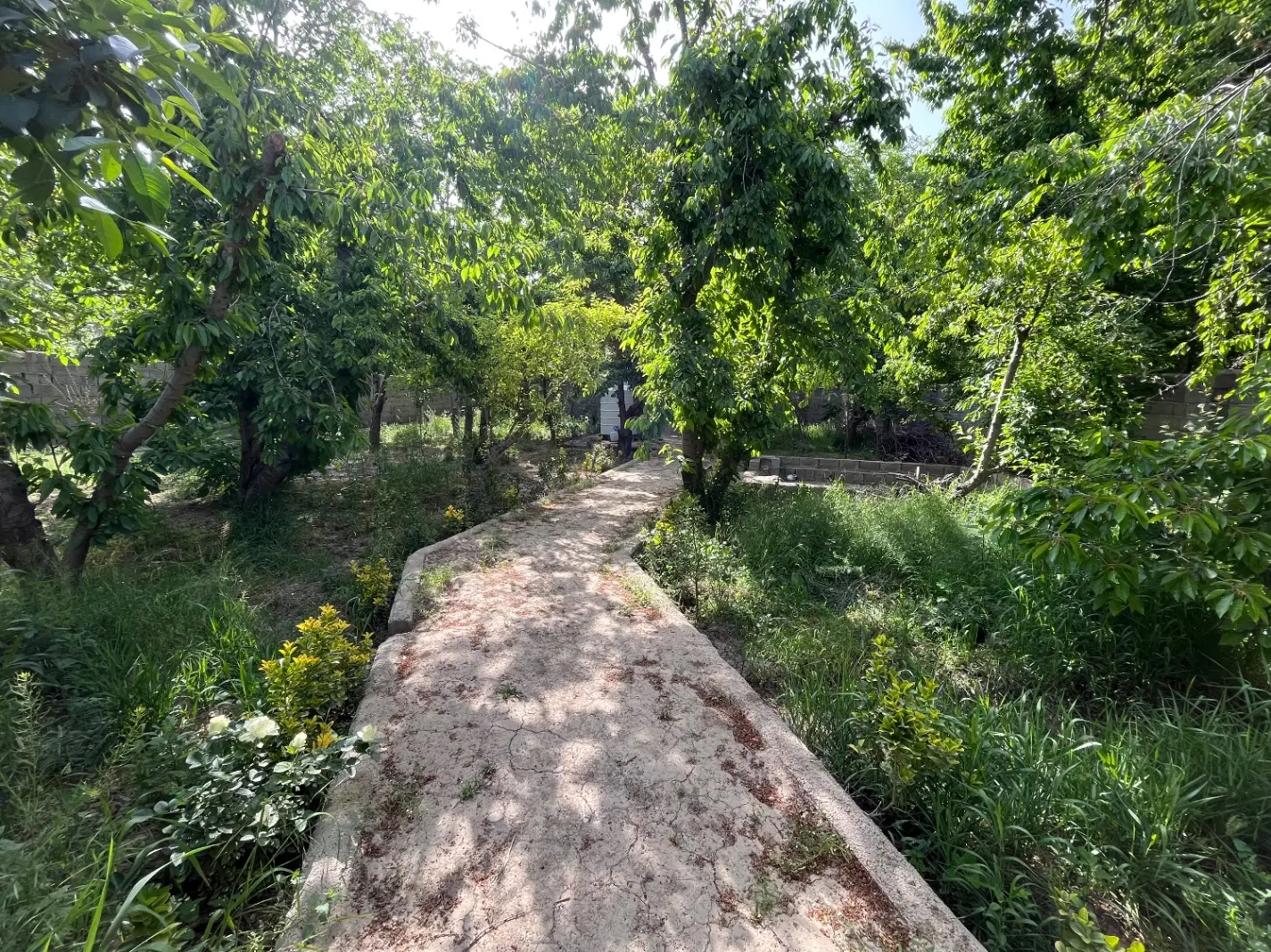 اجاره باغ گیلاس