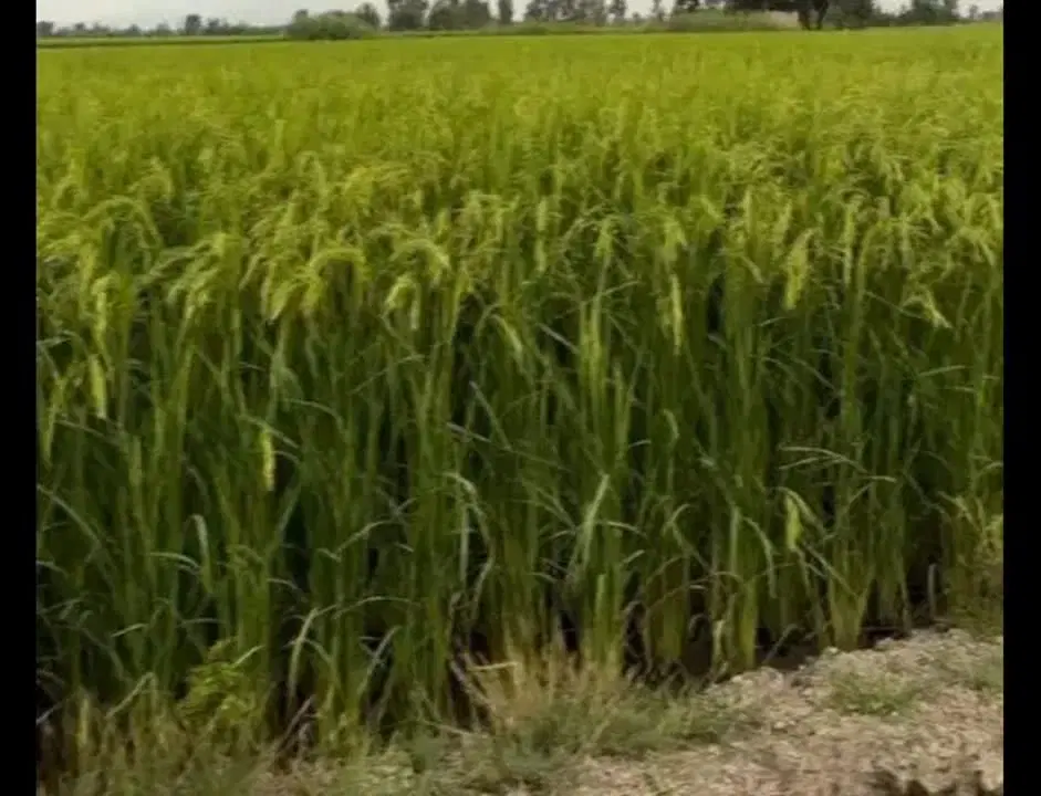 بی نظیر، ویژه زمین کشاورزی