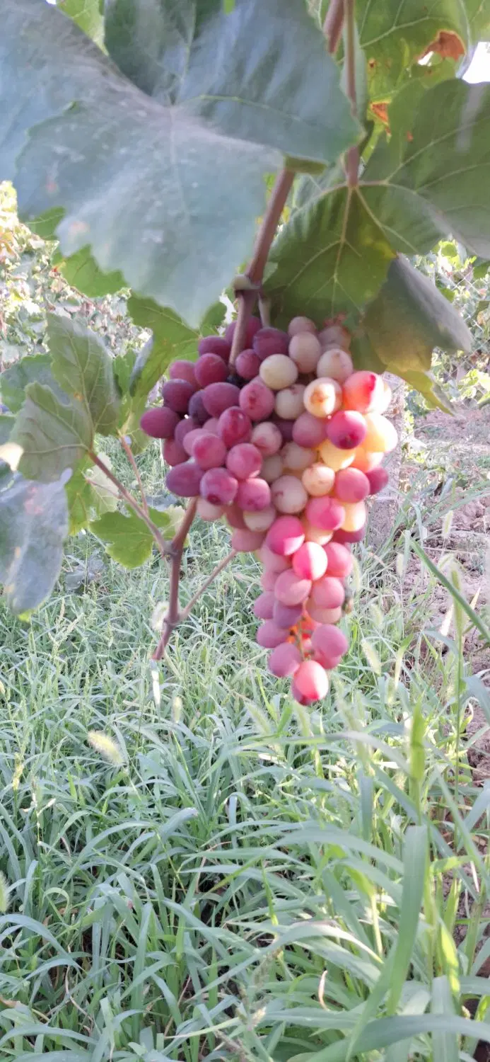 باغ انگور درجه ۱