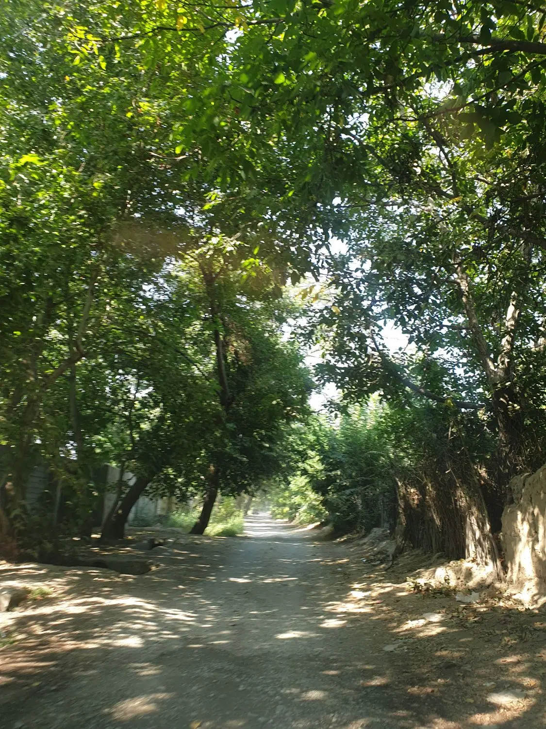 باغچه چهار دیواری شهریار