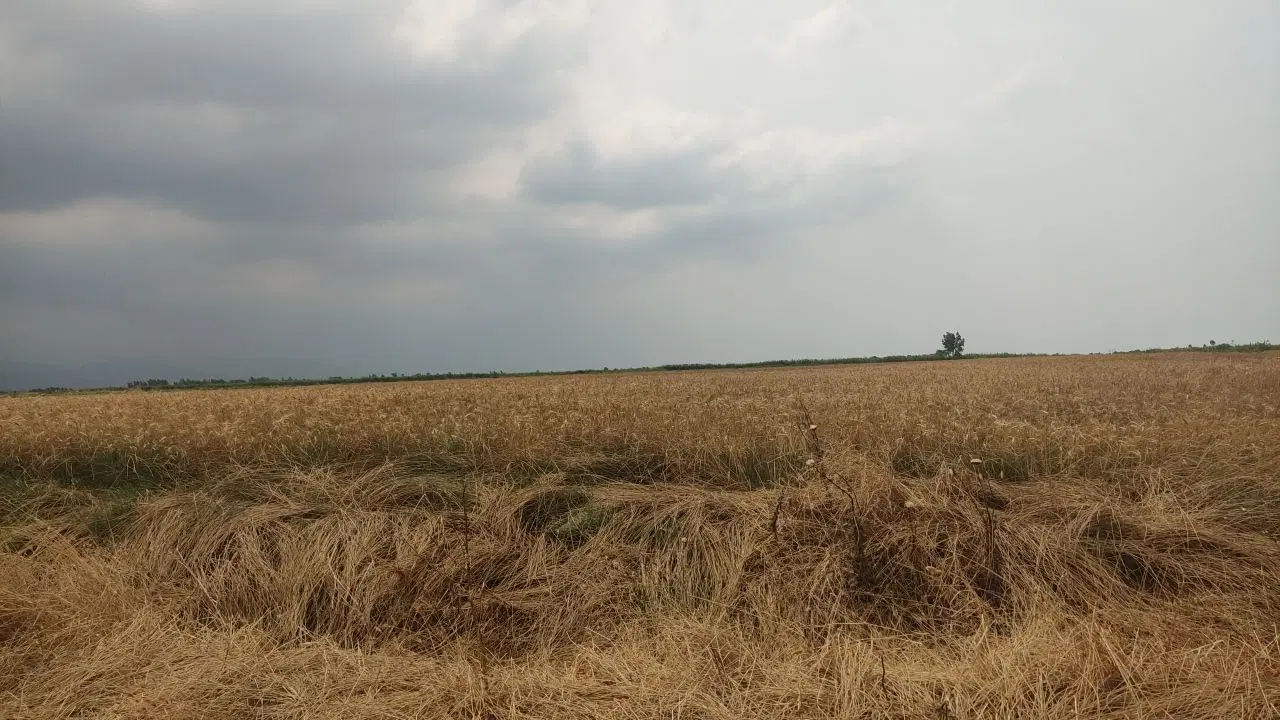 پاداش فروش زمین زراعی