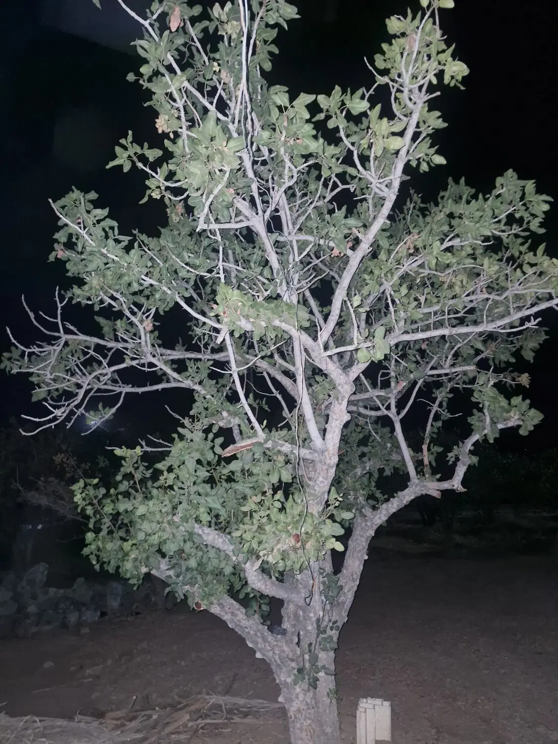 زمین پسته جای مناسب برای تفریحی