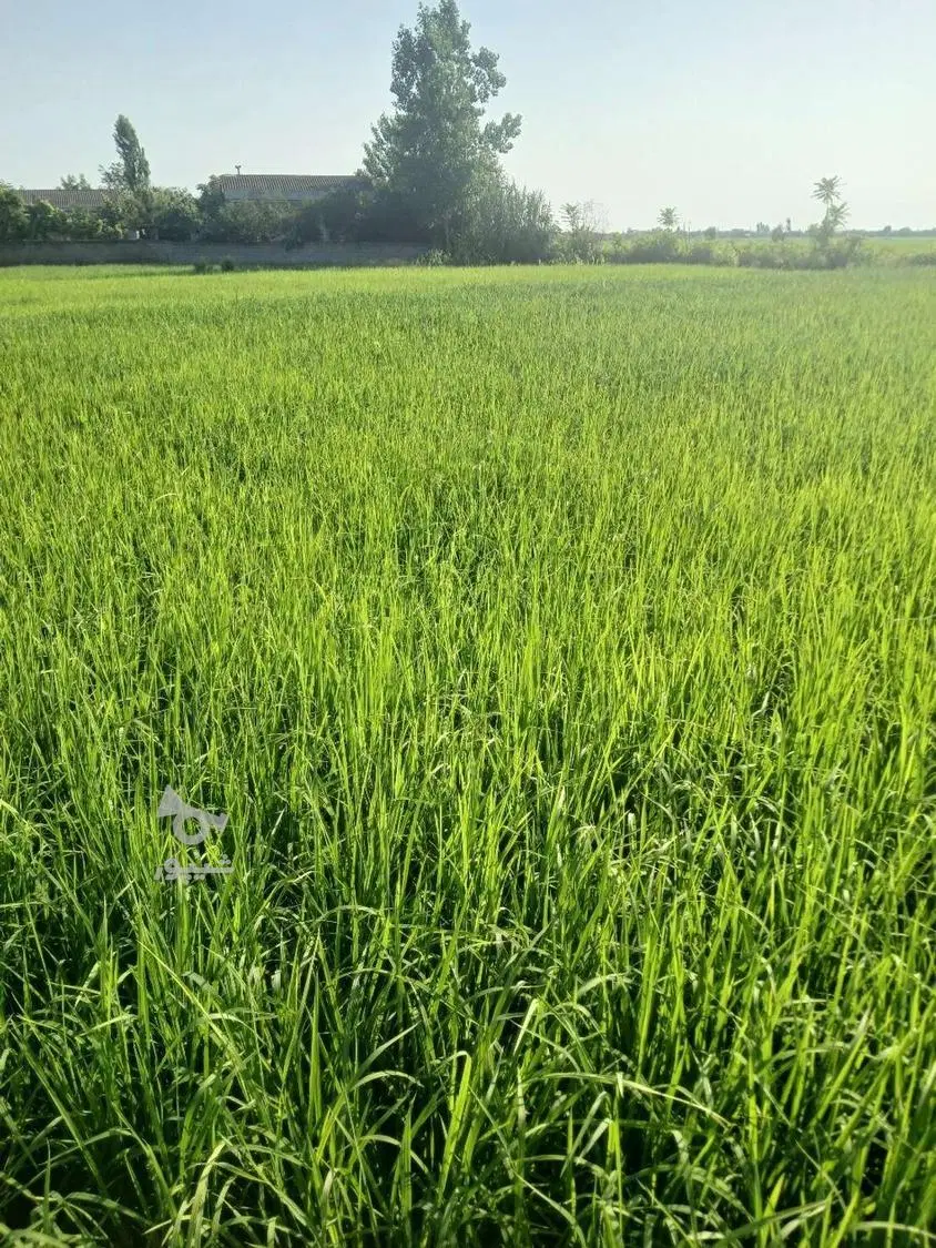 برای اطلاعات بیشتر تماس بگیرید