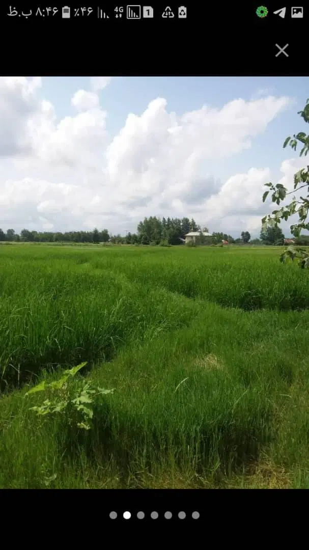 شالیزار ،باغ و خانه