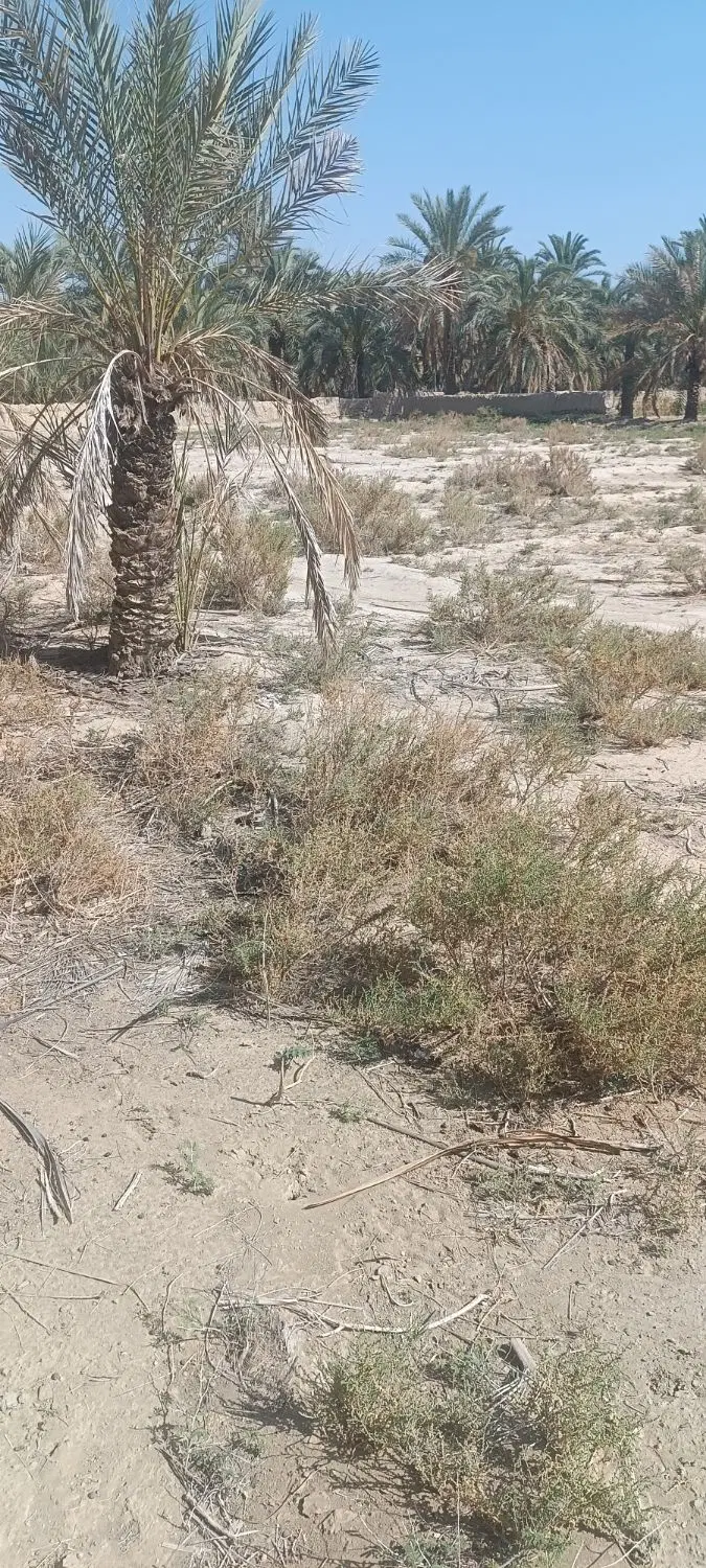 فروش زمین
