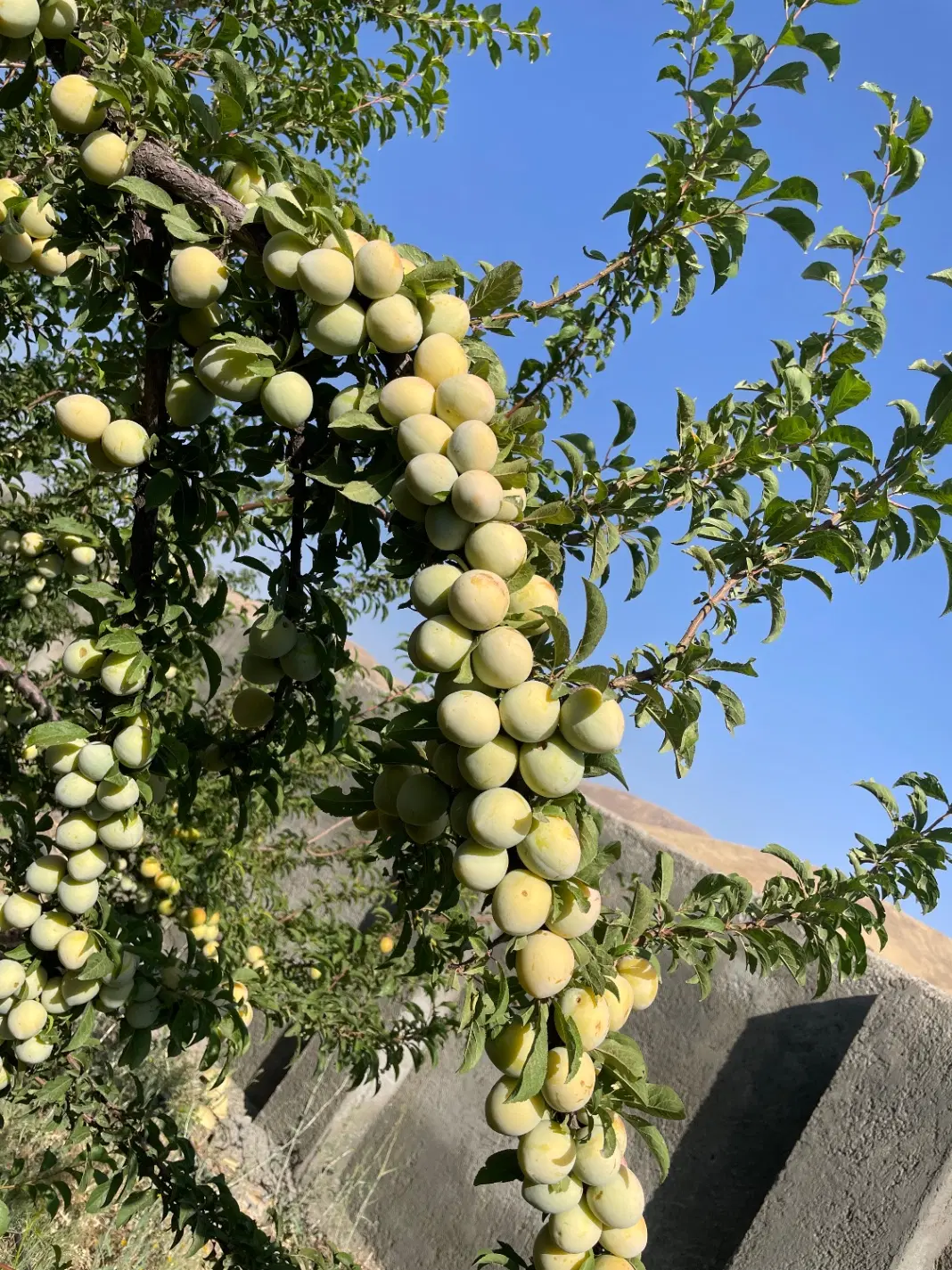 زمین  ( جهت ویلا باغ )