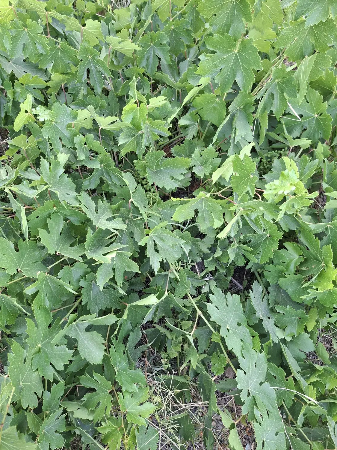 باغ انگور واقع در جاده حسن ابدال