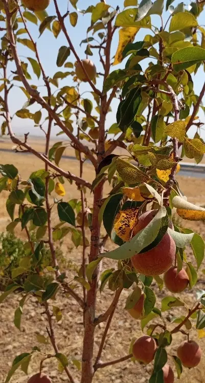 باغ سه ساله اول ازنا