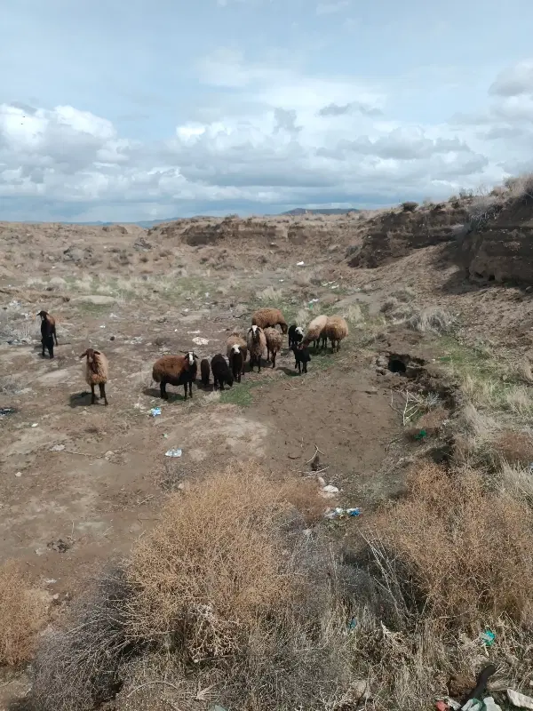 اجاره دامداری داری منزل مسکونی آب برق گاز