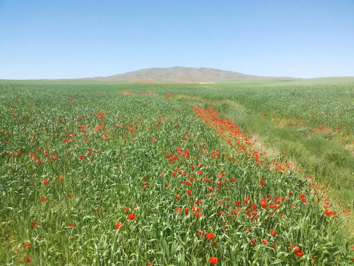 زمین کشاورزی دیم در شیخی جان