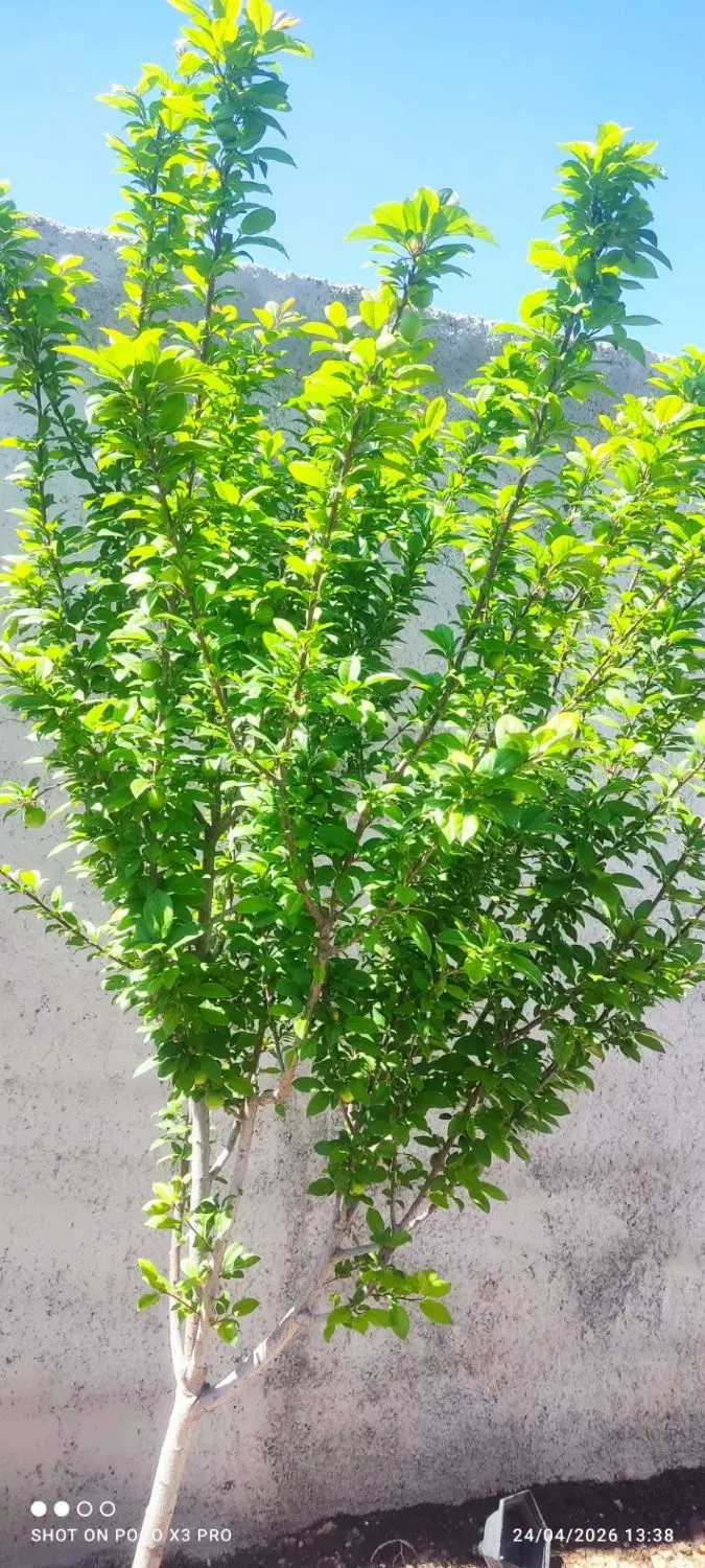باغچه