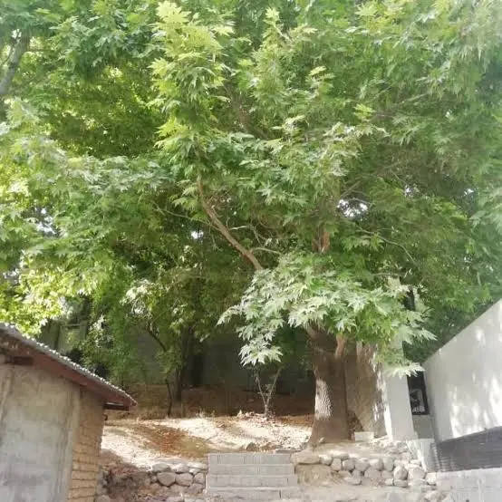 250 متر