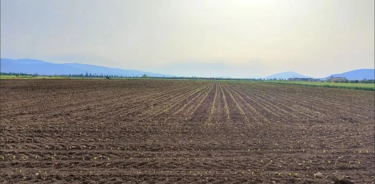 زمین  کشاورزی سند شش دانگ