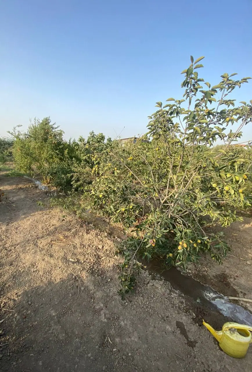 زمین باغی