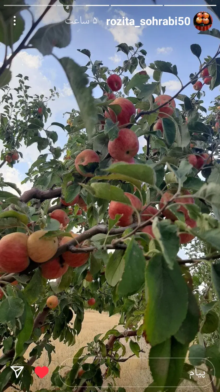 فروش صفا باغی