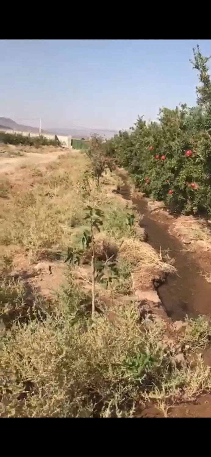 ۶۰۰۰ متر باغ انار دارای چاه آب