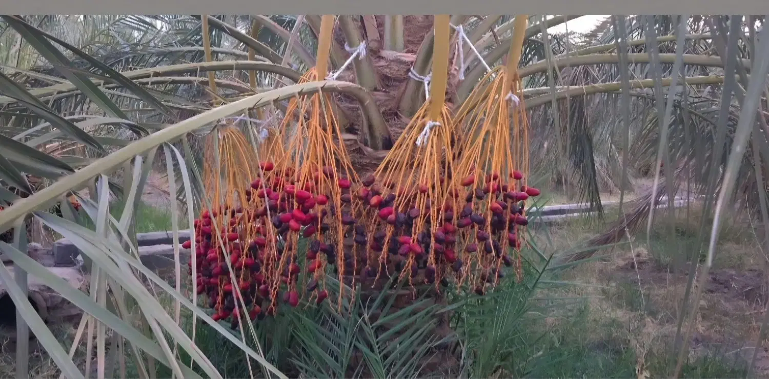 فروش باغ