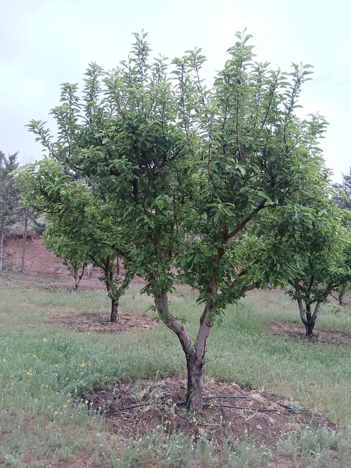 ۲۰۰ متر زمین کردان کوهسار خوروین خجسته شمالی