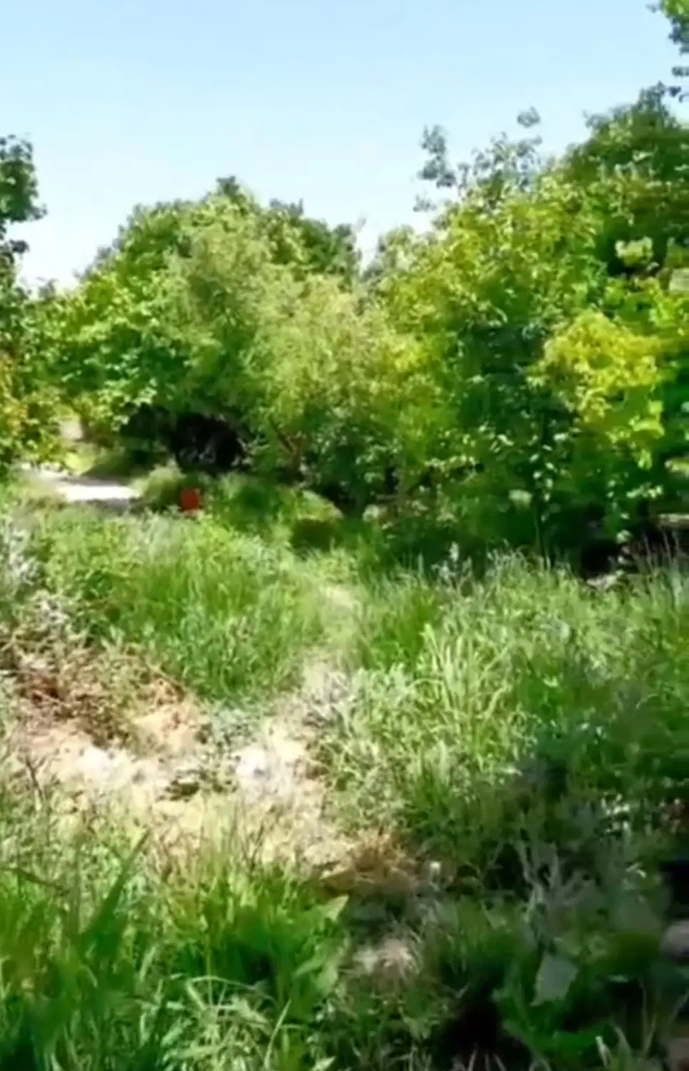 باغ چهار دیواری