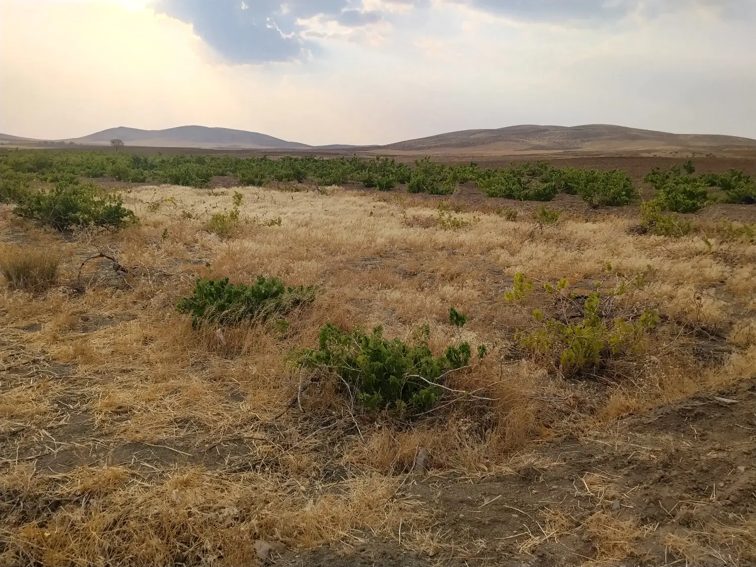 فروش یک قطعه زمین مشا