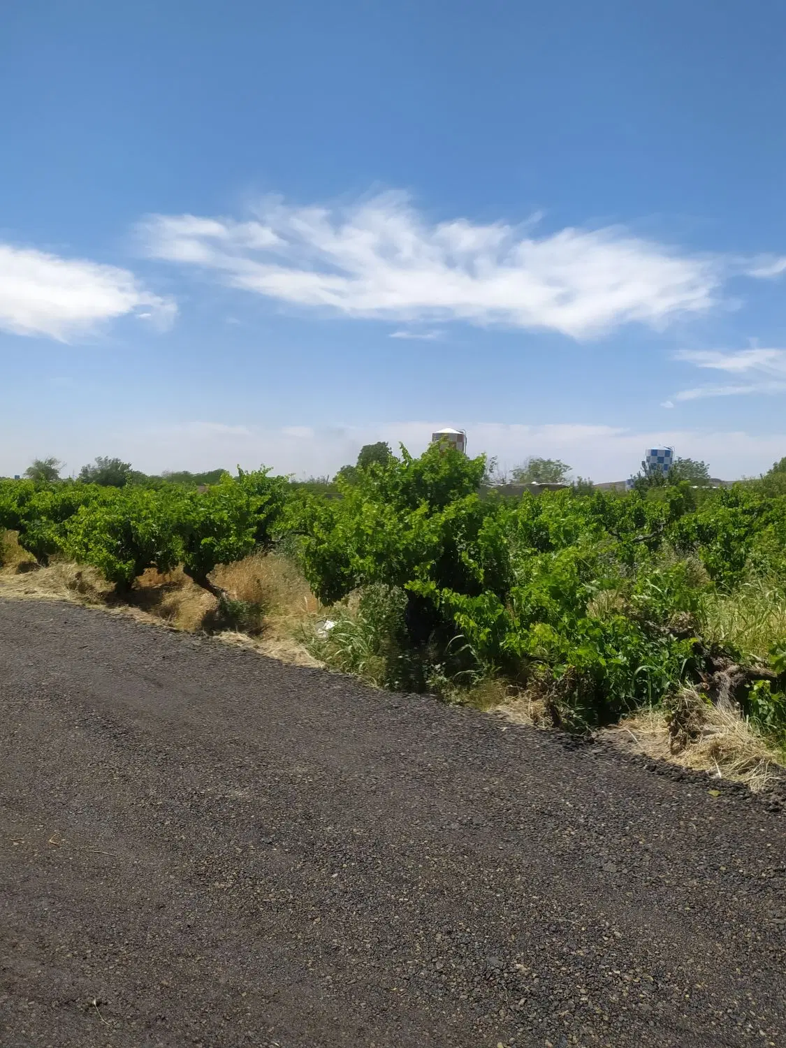 باغ و باغچه_سند آب_درختان قدیمی