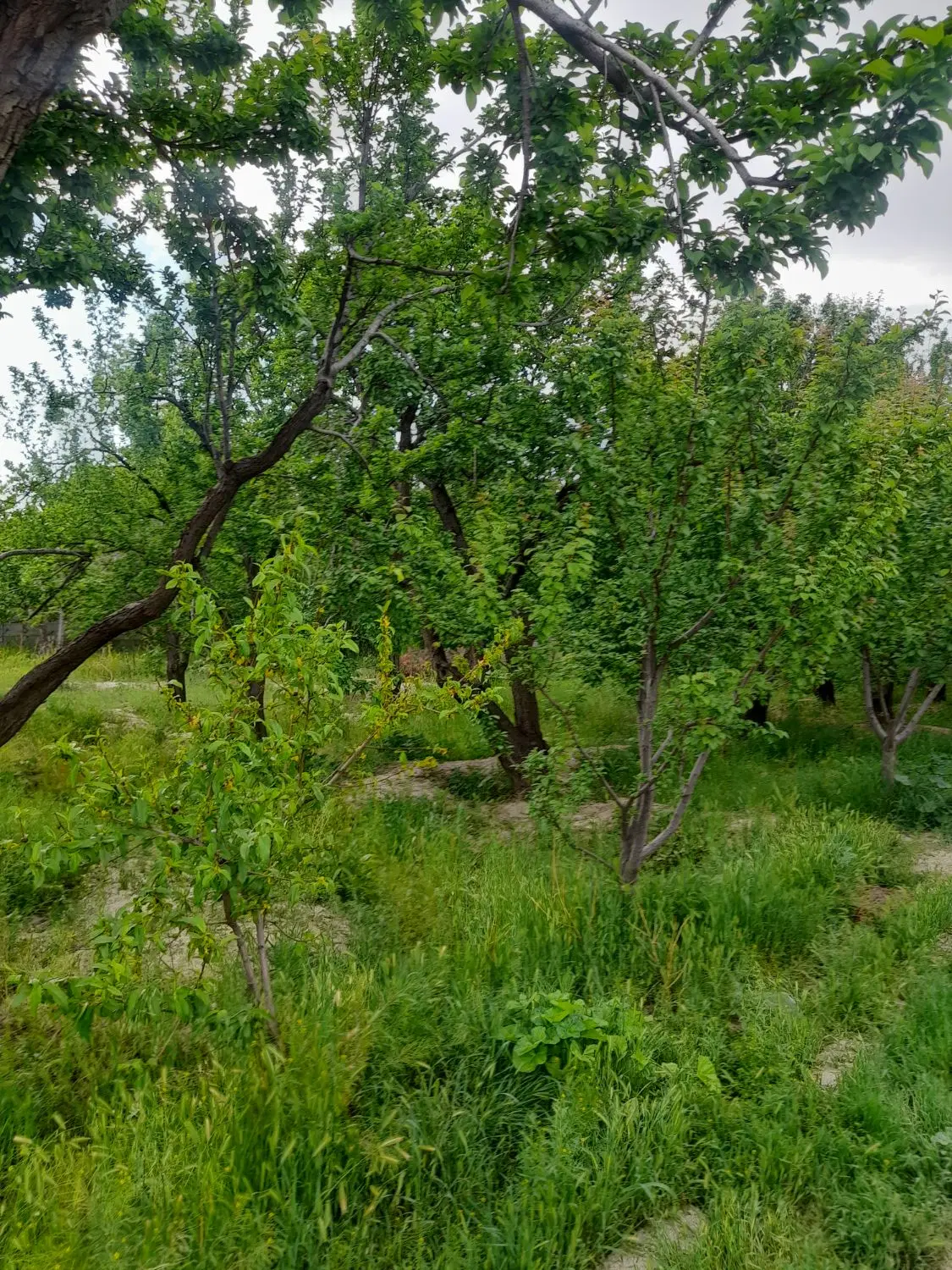 ۴۵۰مترباغچه کردزار