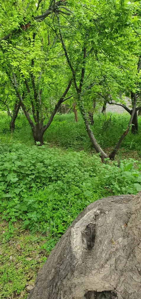 باغ شهریار