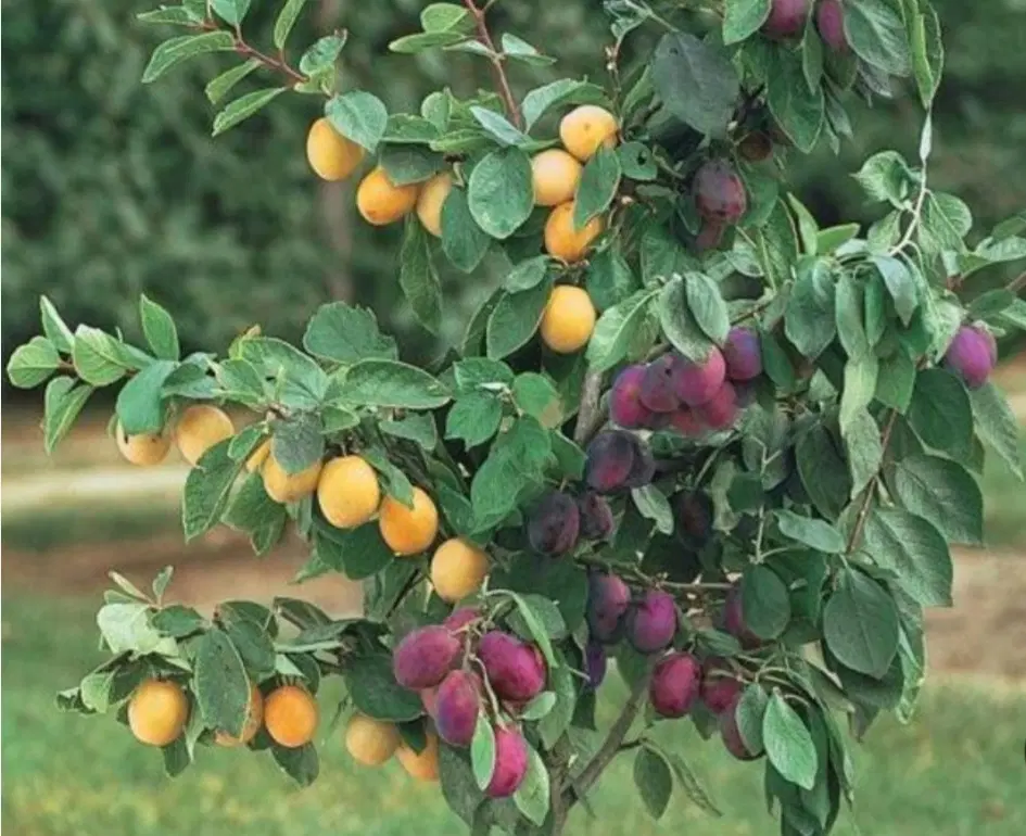 فروش باغ