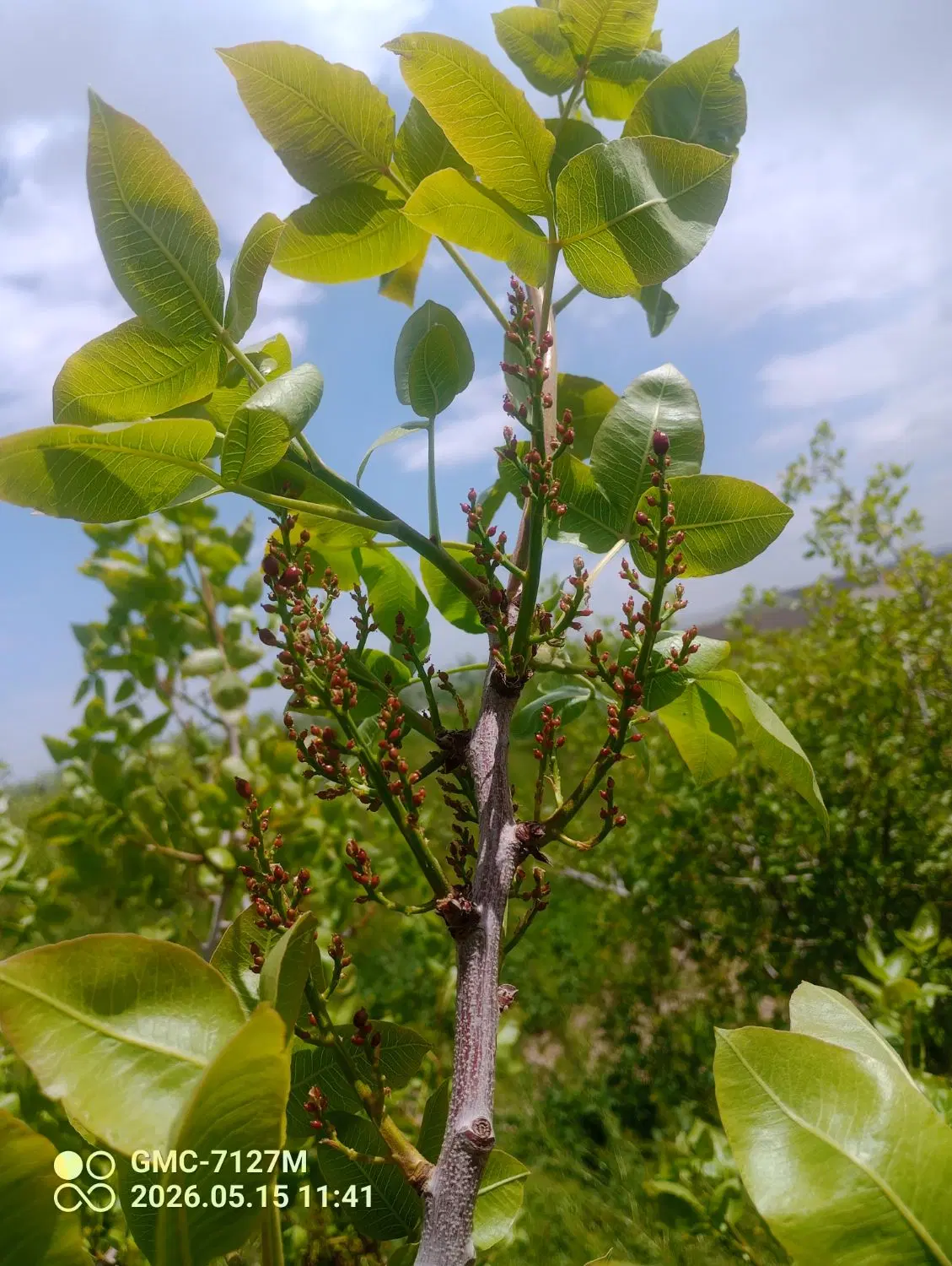 باغ پسته دستجردقشلاق گوگان آذرشهر