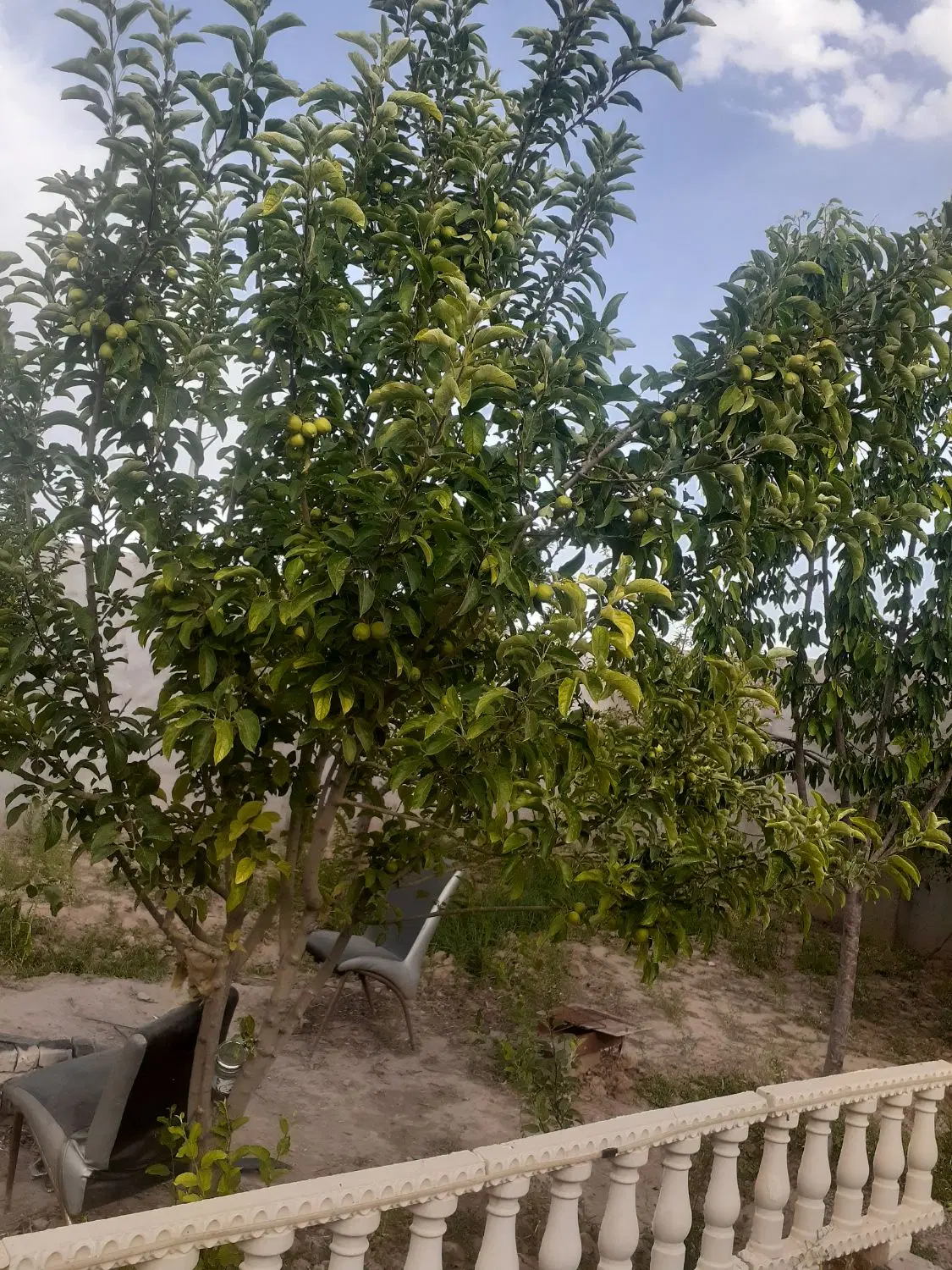 باغ داخل بافت