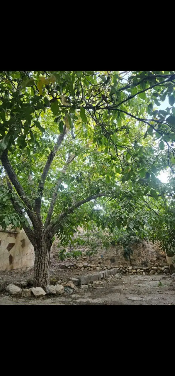 خانه ویلایی بادرخت گردو پربار درفریدونشهر