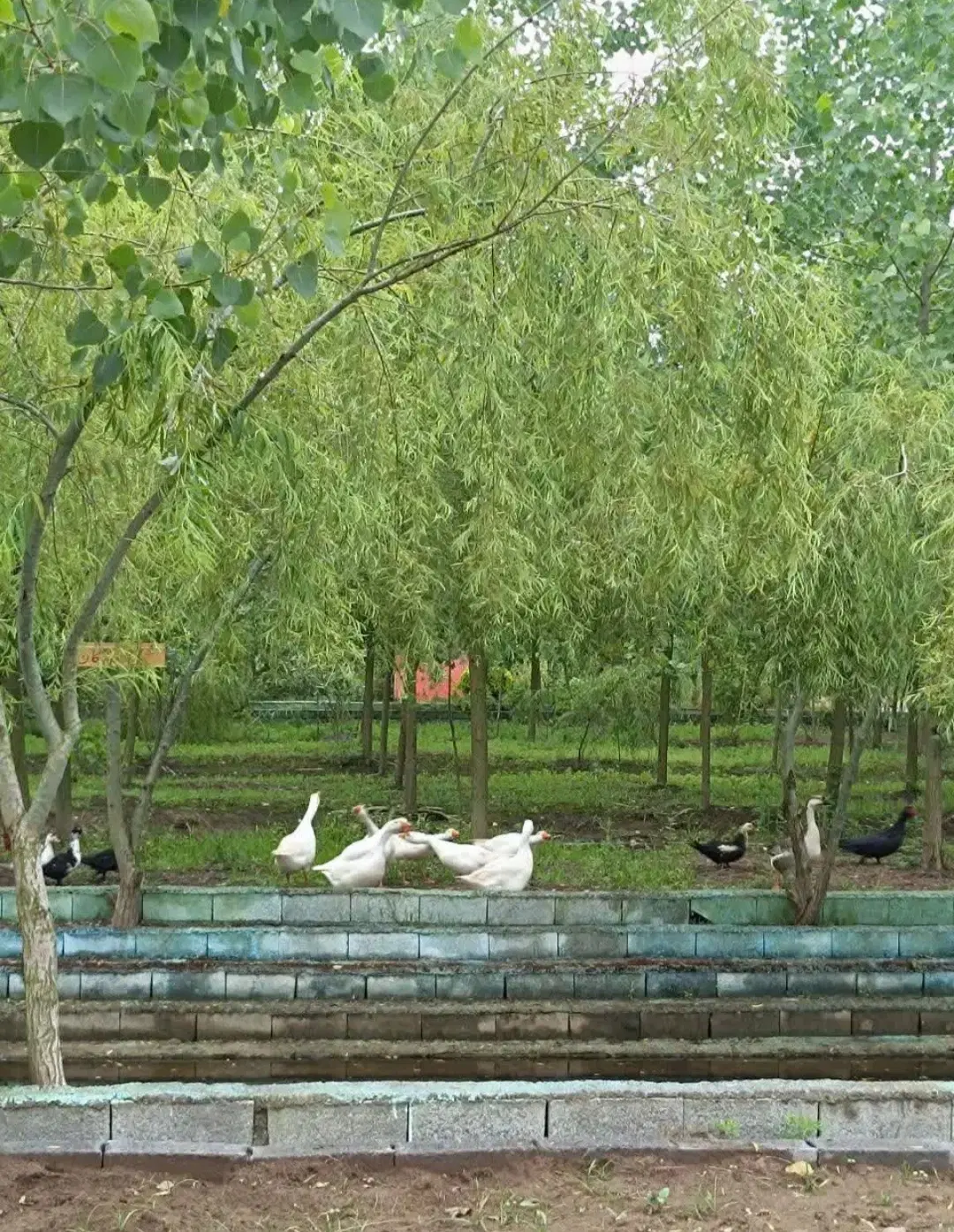رویای دست یافتنی