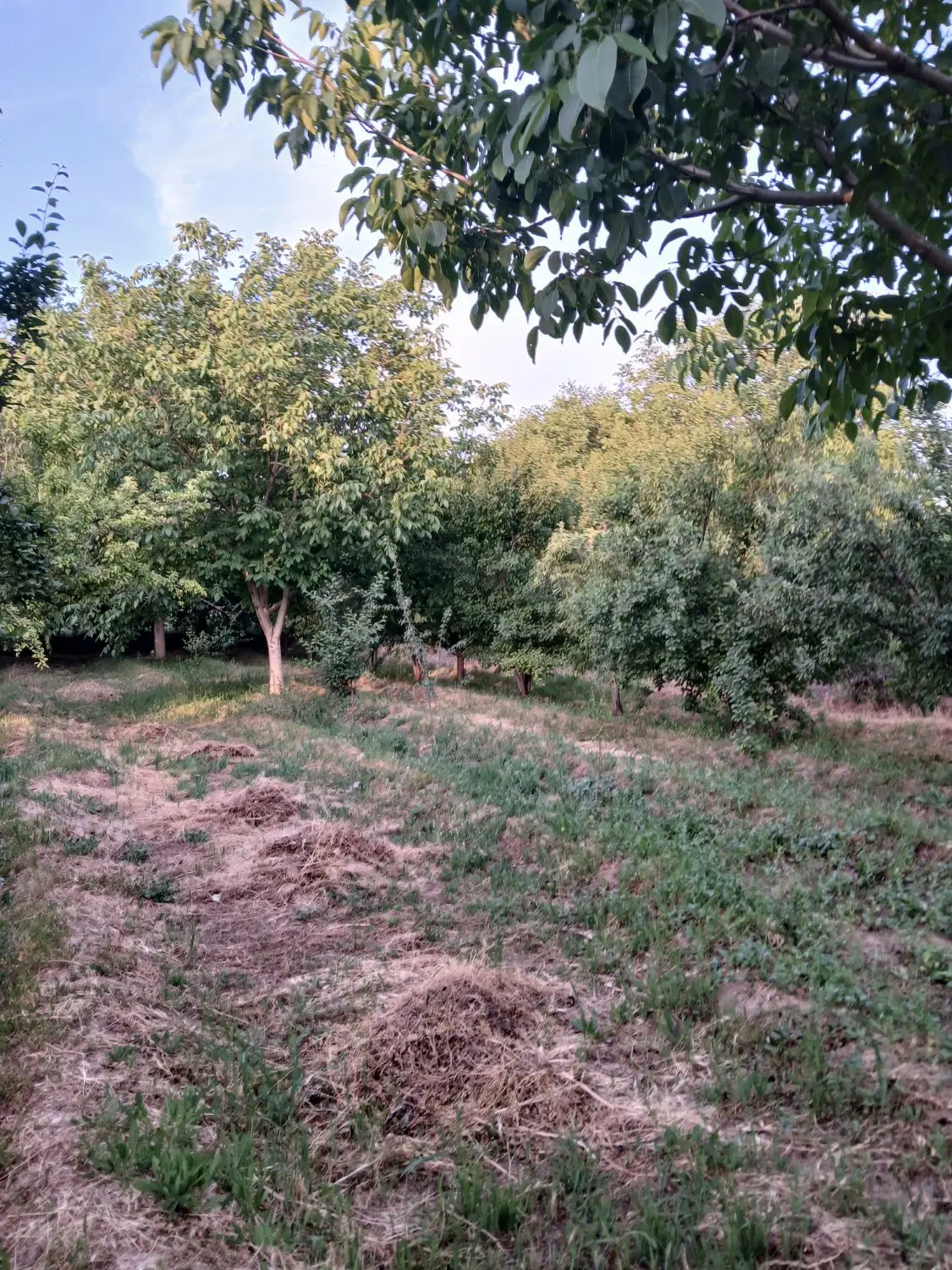 ۴۵۰۰متر باغ میوه