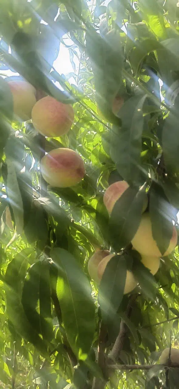 فروش باغ
