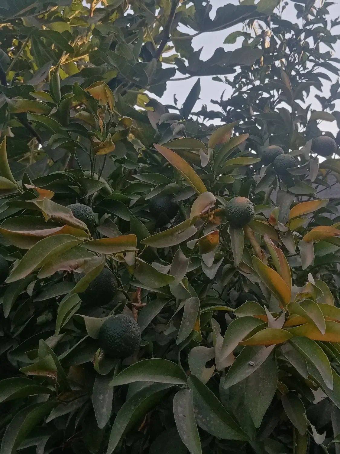باغچه 500 متری شهرک بندبال