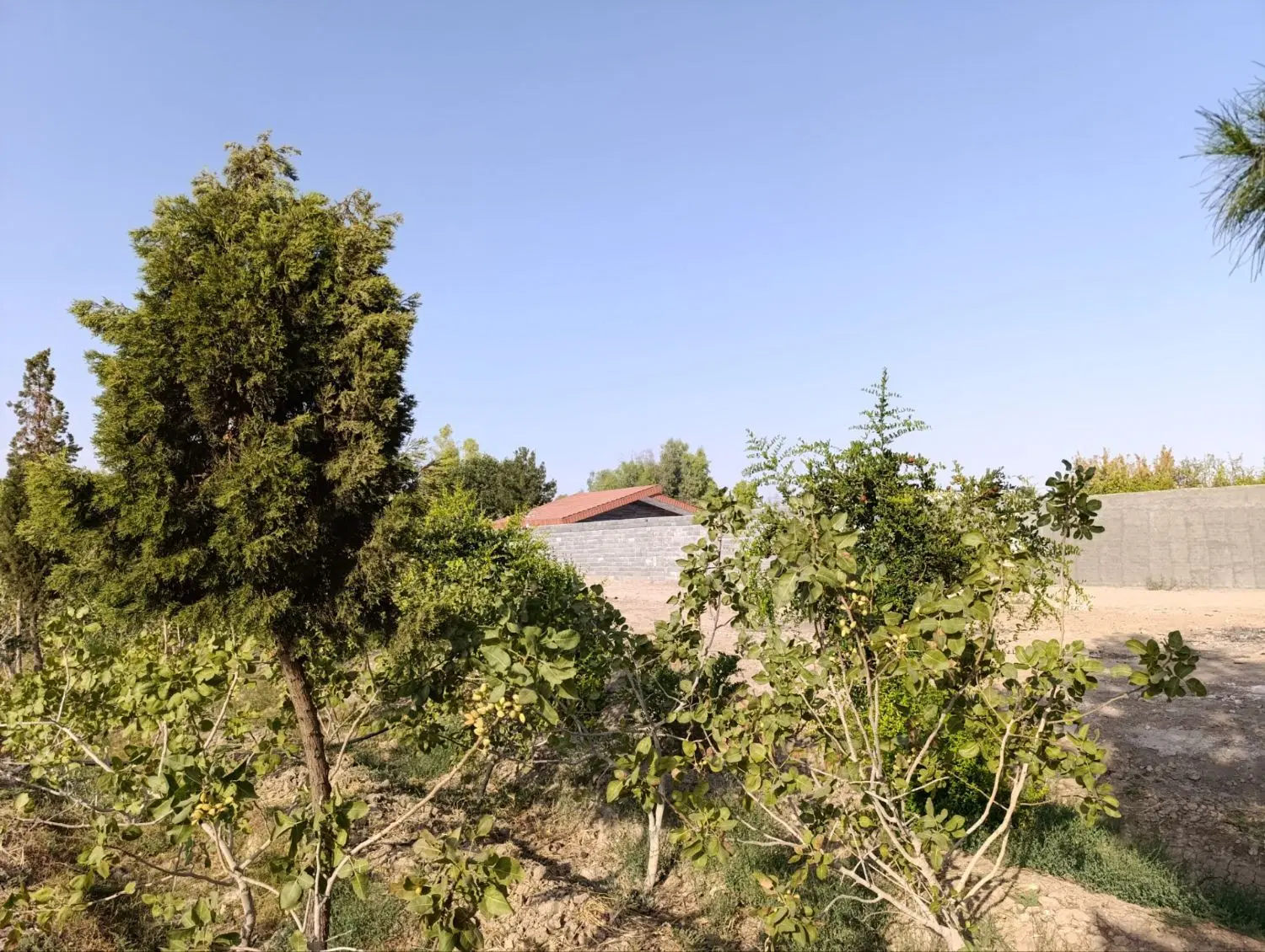 باغ ، 90٪ درخت ها پسته ۱۱ ساله