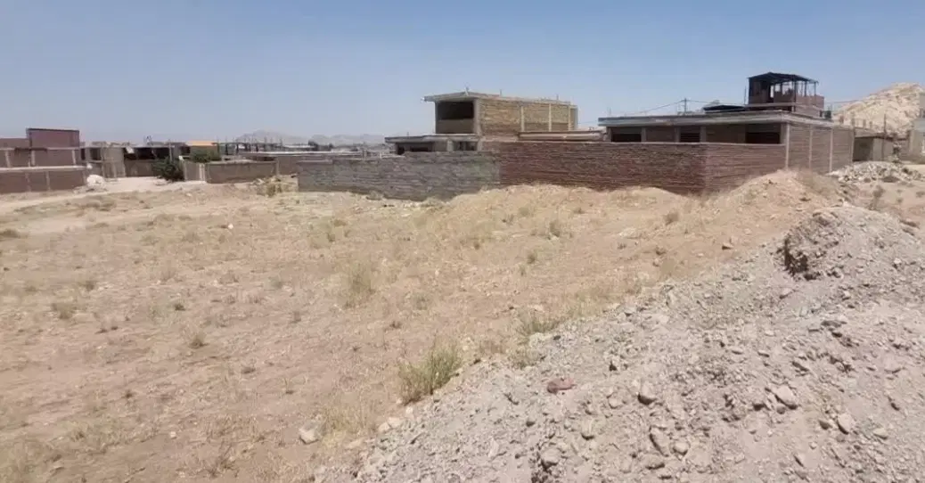 زمین سیدی سند تک برگ‌سبز