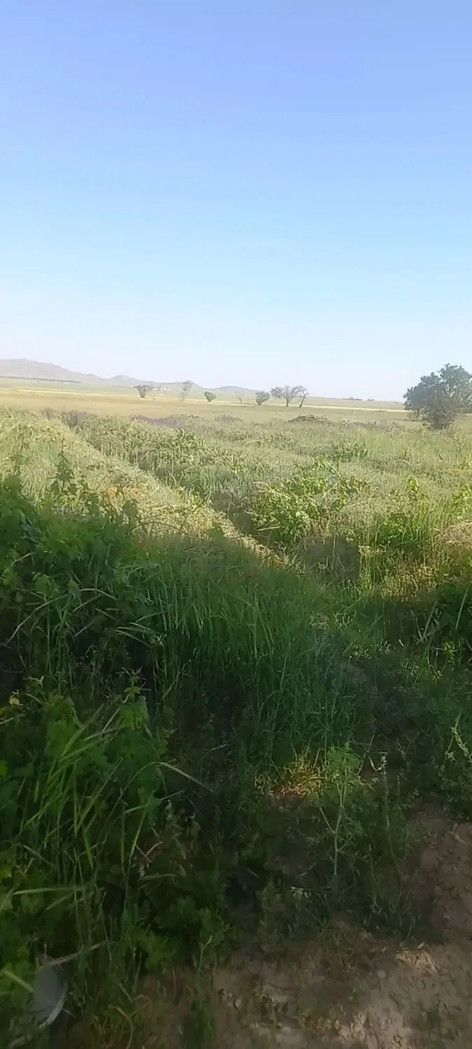 باغ انگور