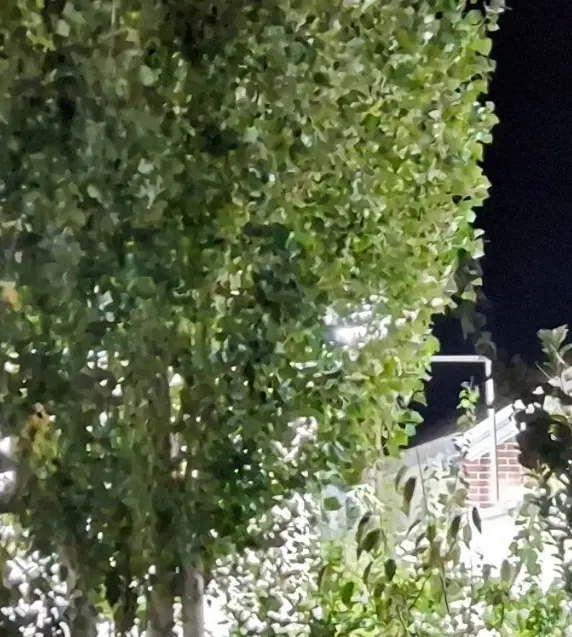 کوهپایه باغ فروشی