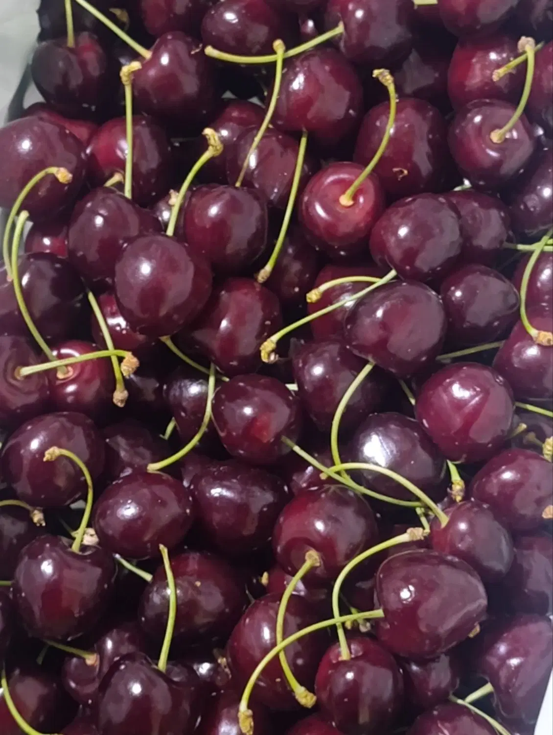 باغ گیلاس