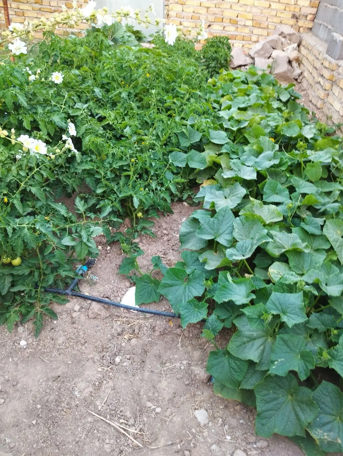 خانه باغ روستایی
