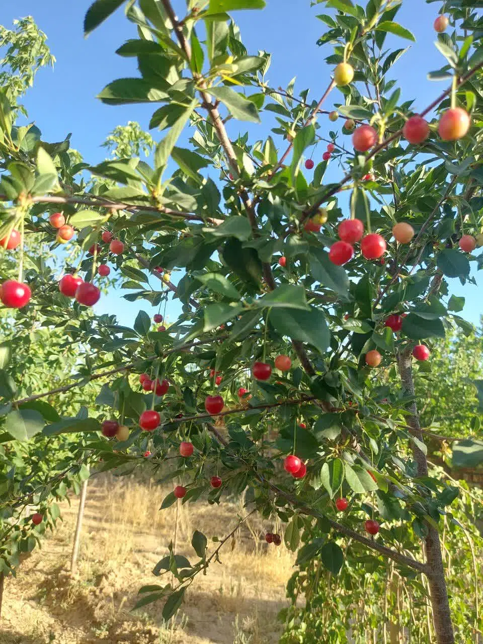 باغ جاده میقان