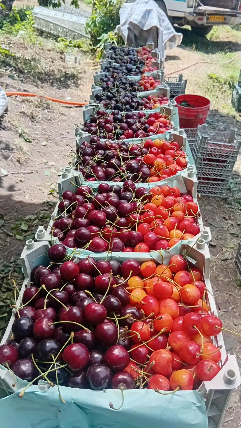 باغ و زمین در روستای نوسر منطقه لاریجان