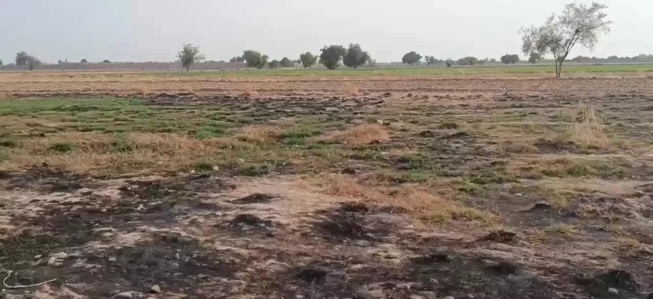زمین باغی