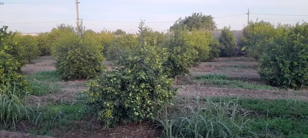 باغچه درخت بزرگ برق دار