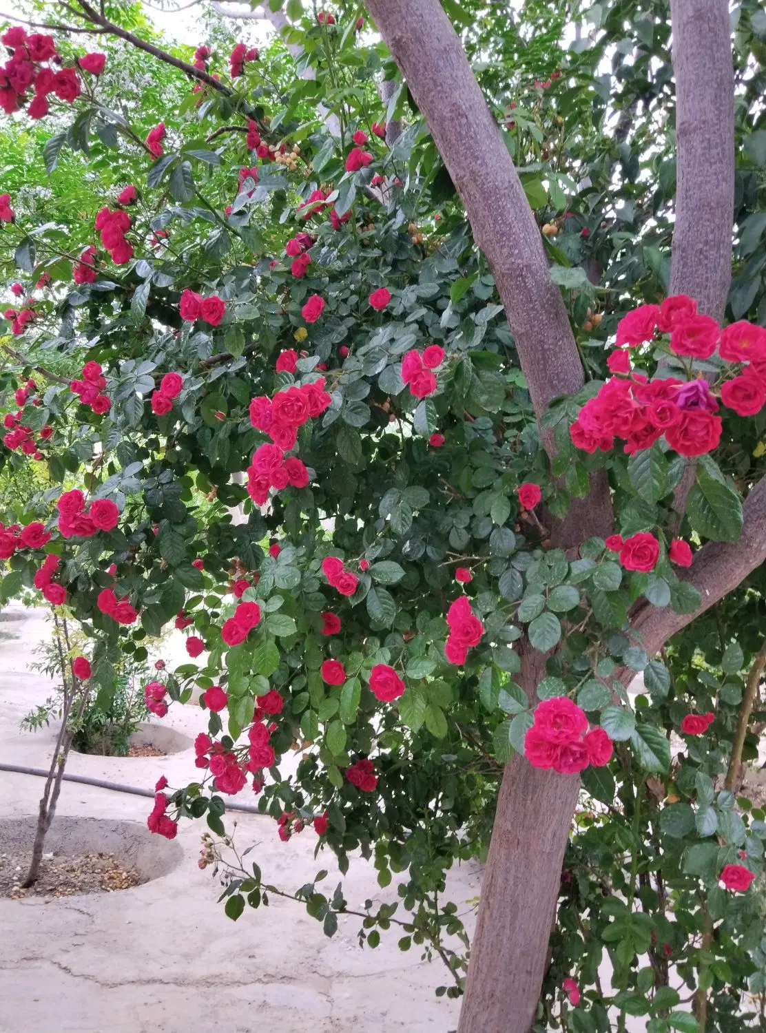 فروش باغ 4هزار متر در ورامین
