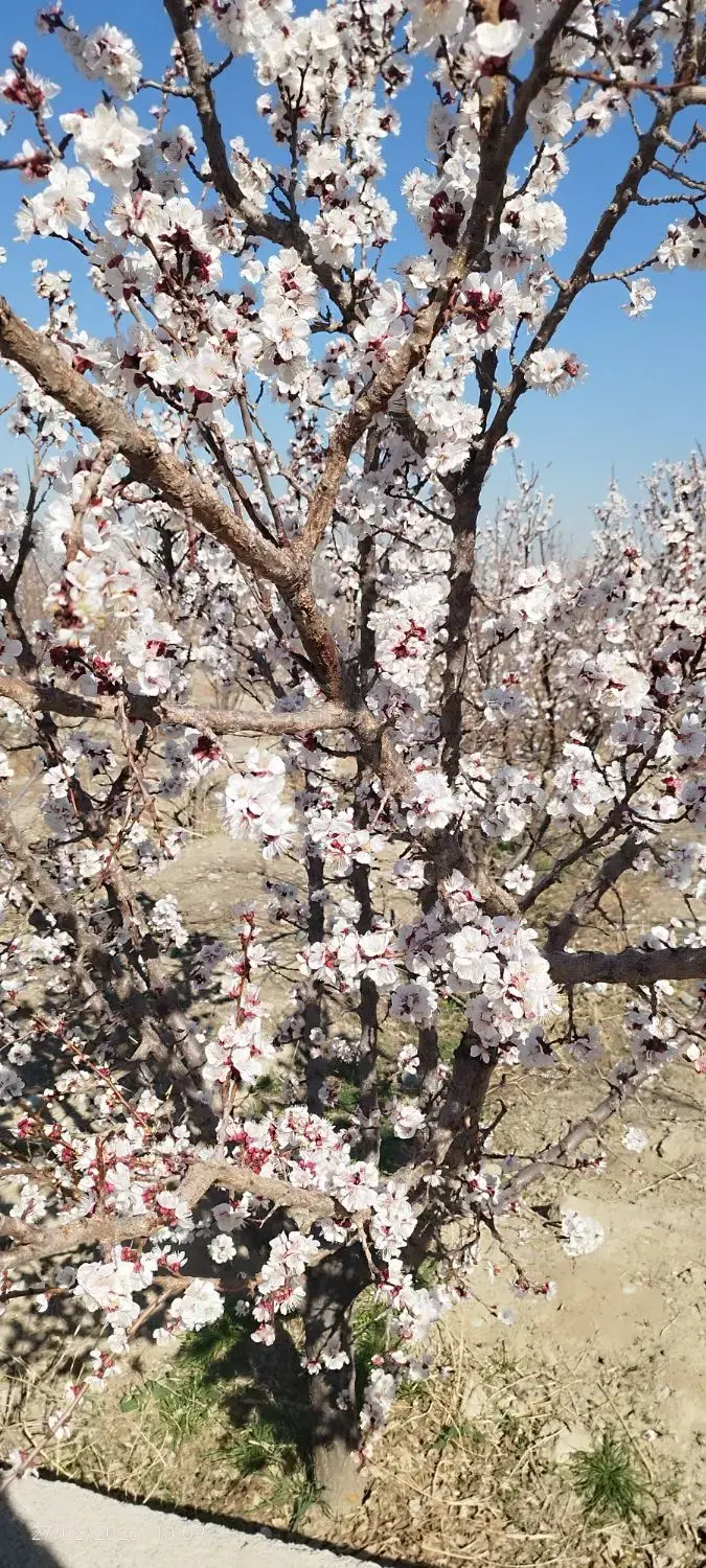 باغچه جهت سرمایه گذاری و ساخت