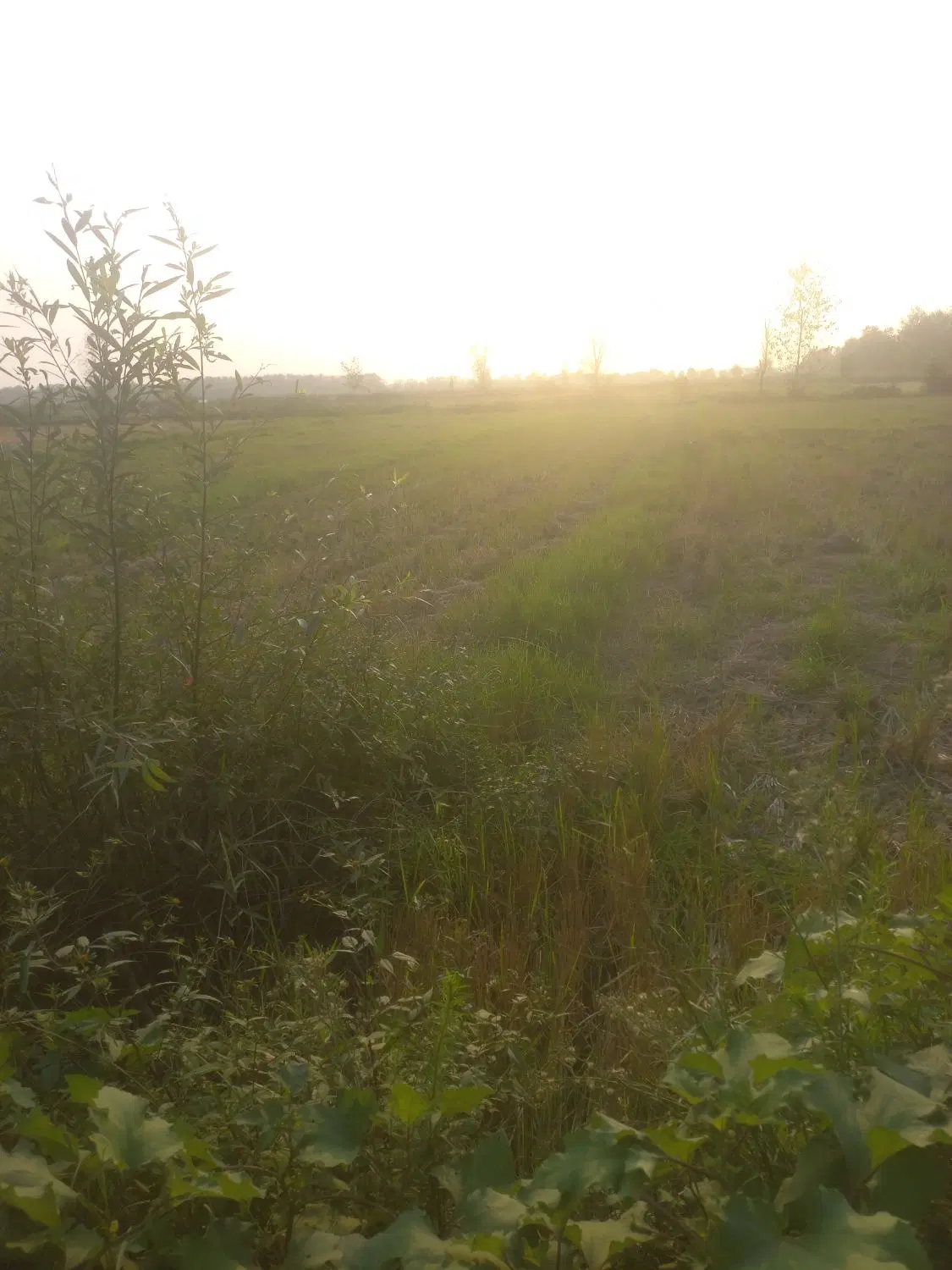 ۵۰۰مترشالیزارمکانیزه آستانه اشرفیه روستای تجن گوکه