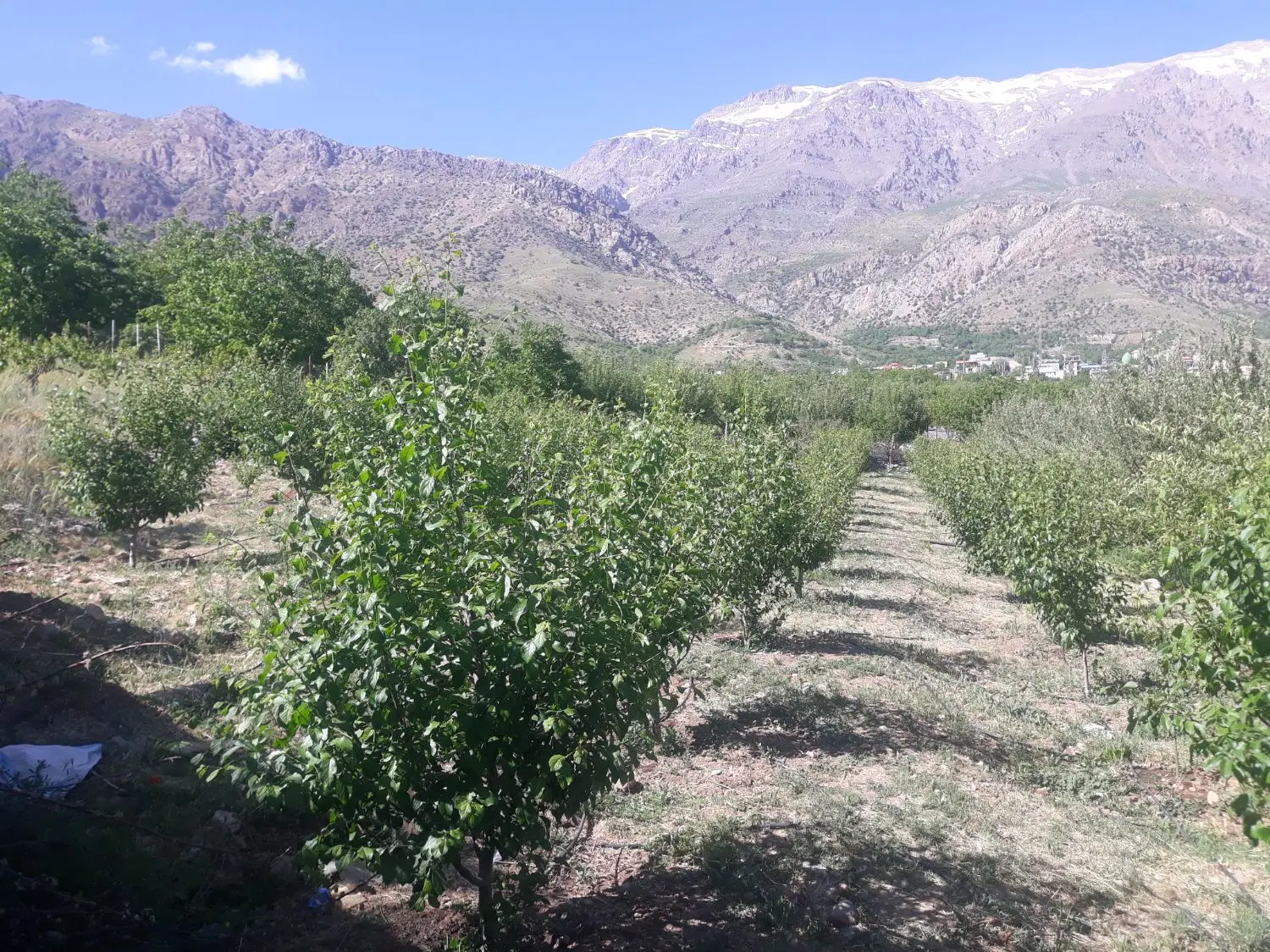 فروش باغ مثمر سیسخت